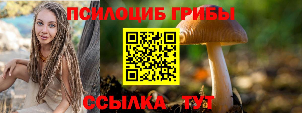 Галлюциногенные грибы Psilocybe Нововоронеж
